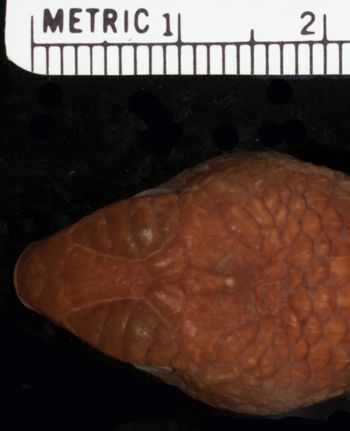 Media type: image;   Herpetology R-26536